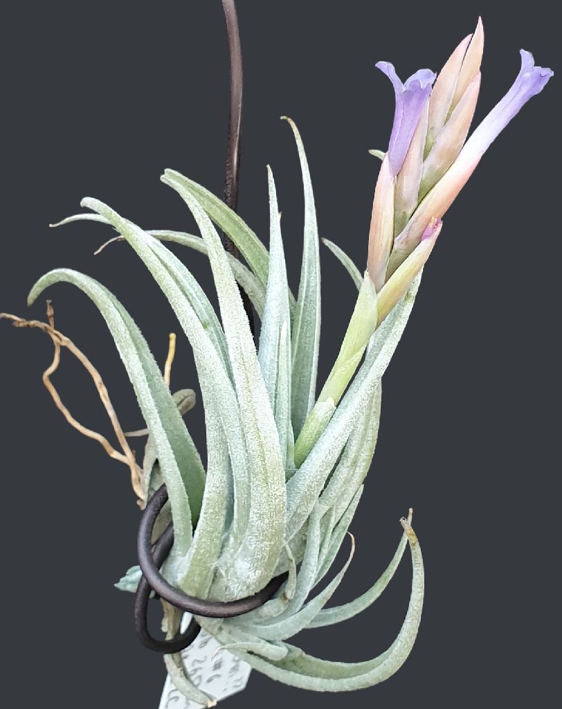 Bromeliads in Australia - Tillandsia zecheri