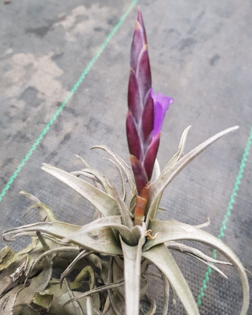 Bromeliads in Australia - Tillandsia zecheri