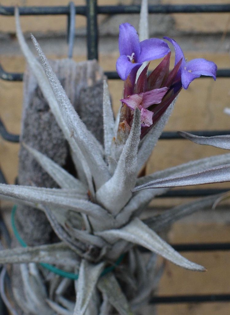 Bromeliads in Australia - Tillandsia zecheri