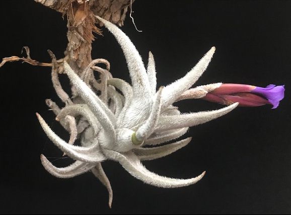 Bromeliads in Australia - Tillandsia zecheri